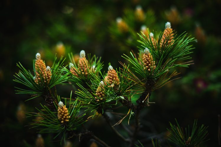 closeup, Pine, Cone, Branches, Pine, Needles, Nature HD Wallpaper Desktop Background