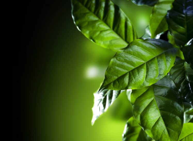 emons, Foliage, Green, Nature HD Wallpaper Desktop Background