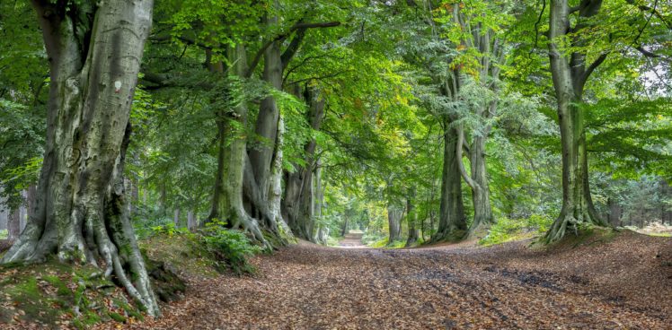forests, Roads, Trees, Nature HD Wallpaper Desktop Background