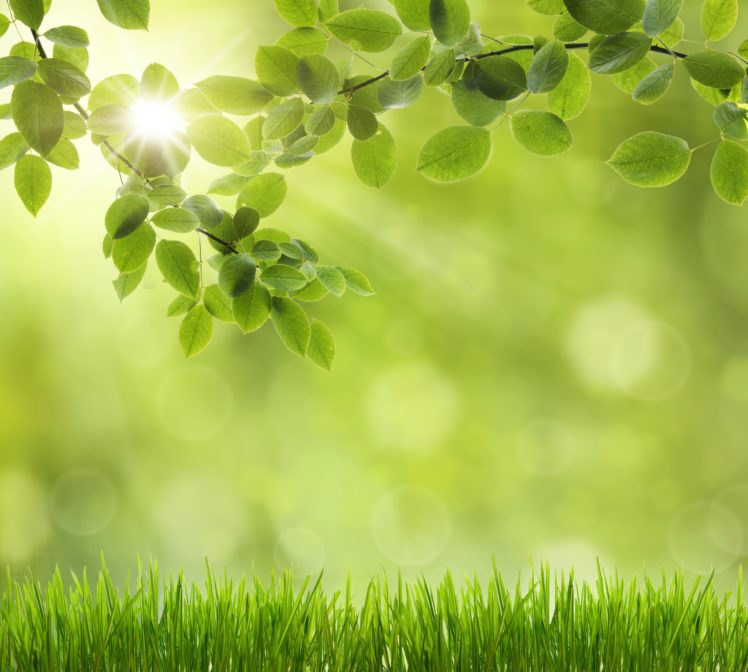 grass, Foliage, Nature HD Wallpaper Desktop Background