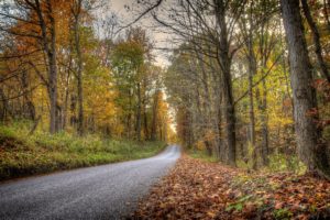 roads, Autumn, Forests, Trees, Nature