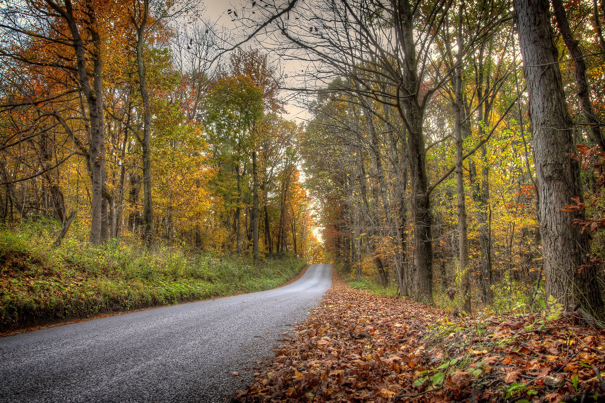 roads, Autumn, Forests, Trees, Nature Wallpaper