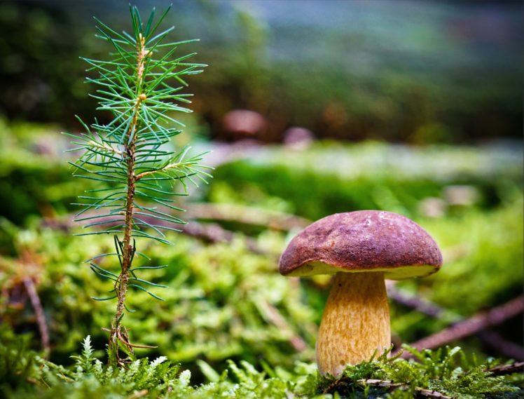 mushrooms, Nature, Closeup, Moss, Branches, Needles, Porcini, Nature HD Wallpaper Desktop Background