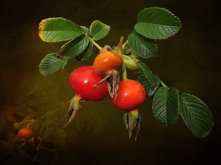 berry, Foliage, Rose, Nature HD Wallpaper Desktop Background