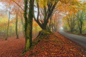 roads, Autumn, Trees, Fog, Nature