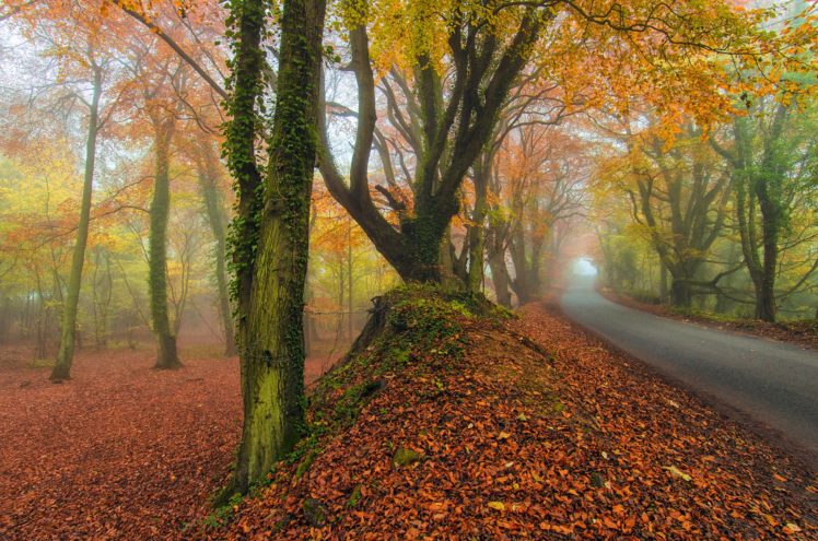 roads, Autumn, Trees, Fog, Nature HD Wallpaper Desktop Background