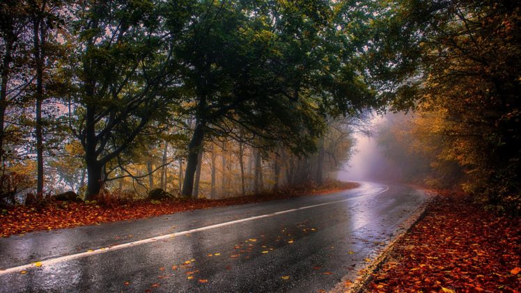 roads, Forest, Autumn, Trees, Nature Wallpapers HD / Desktop and Mobile  Backgrounds