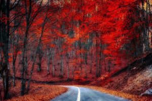 roads, Forests, Autumn, Trees, Nature