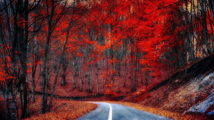 roads, Forests, Autumn, Trees, Nature HD Wallpaper Desktop Background