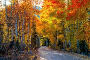 roads, Autumn, Forests, Trees