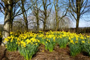 united, Kingdom, Parks, Daffodils, Yellow, Trees, Rosemoor, Gardens, Nature, Flowers