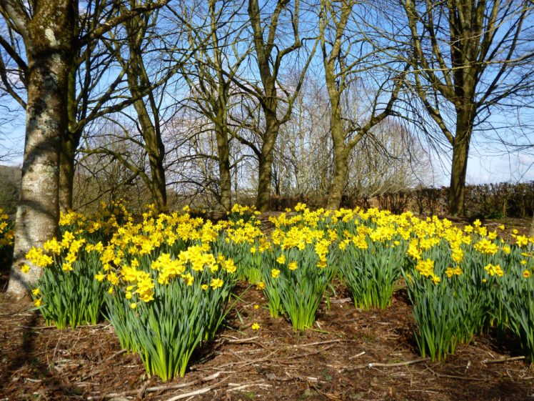 united, Kingdom, Parks, Daffodils, Yellow, Trees, Rosemoor, Gardens, Nature, Flowers HD Wallpaper Desktop Background