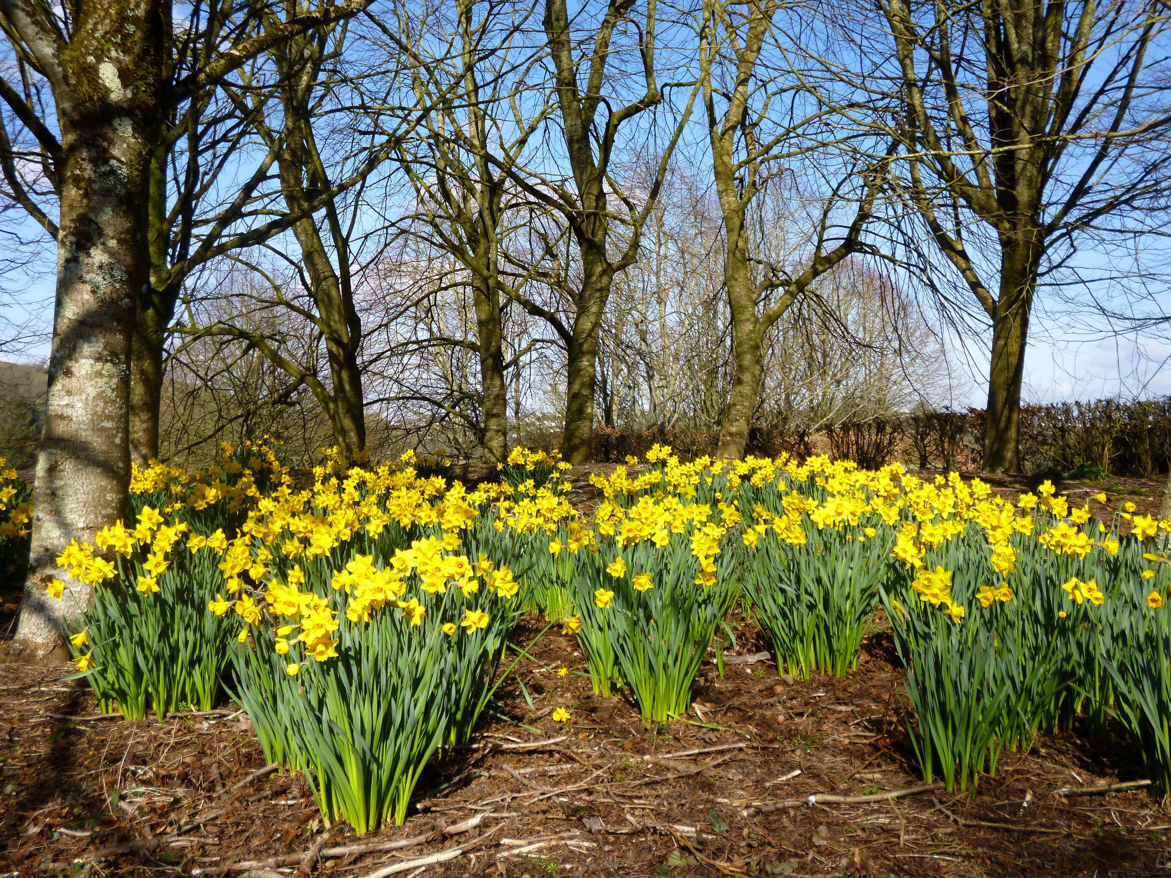 united, Kingdom, Parks, Daffodils, Yellow, Trees, Rosemoor, Gardens, Nature, Flowers Wallpaper