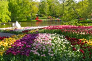 netherlands, Parks, Pond, Tulips, Keukenhof, Nature, Flowers