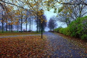 parks, Autumn, Pavement, Trees, Nature