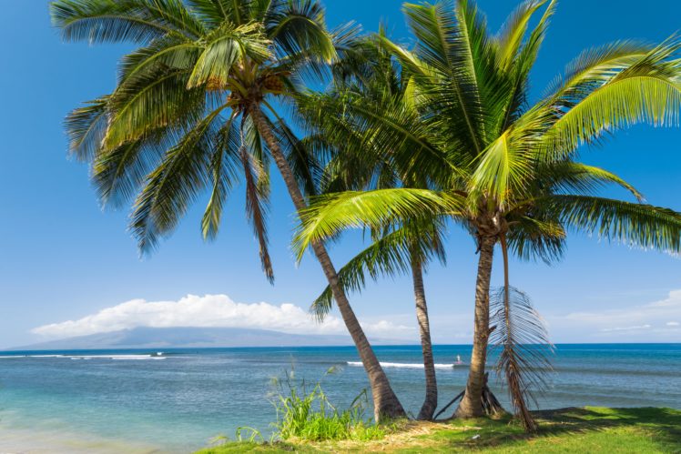 usa, Coast, Ocean, Hawaii, Palma, Trees, Nature HD Wallpaper Desktop Background
