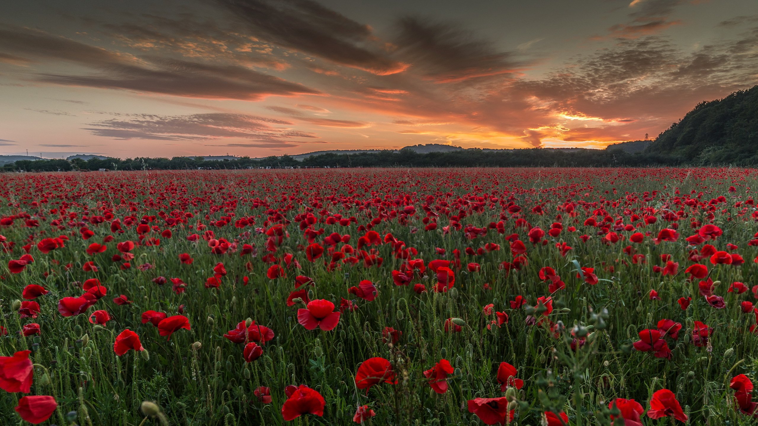 fields, Poppies, Evening, Nature Wallpaper