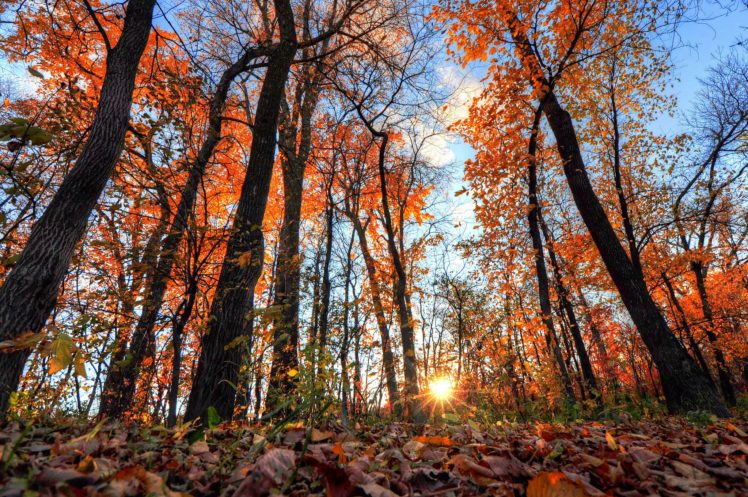 forests, Sunrises, And, Sunsets, Autumn, Trees, Rays, Of, Light, Nature HD Wallpaper Desktop Background