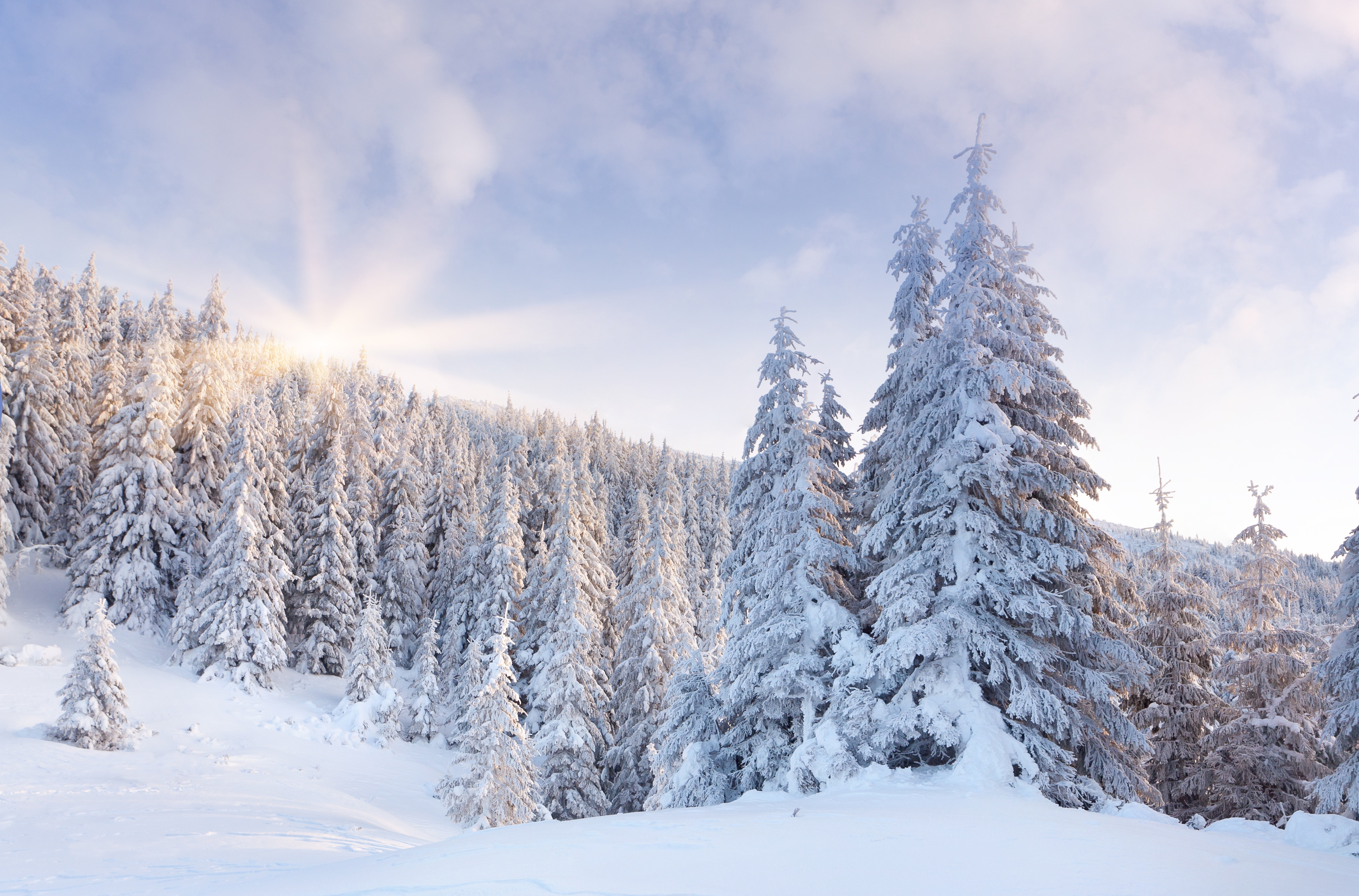 forests, Winter, Trees, Snow, Nature Wallpaper