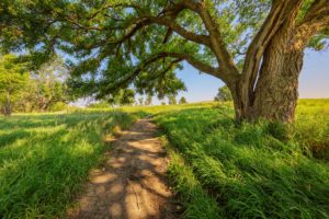 trees, Trunk, Tree, Trail, Grass, Nature