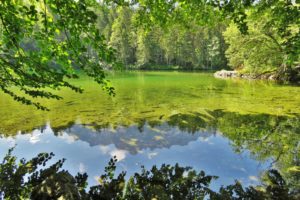 germany, Lake, Lake, Constance, Nature