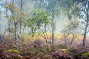 forests, Trees, Birch, Fog, Nature