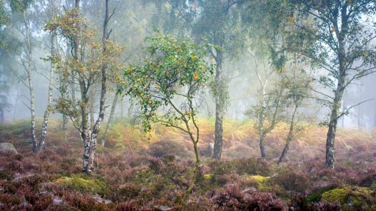 forests, Trees, Birch, Fog, Nature HD Wallpaper Desktop Background