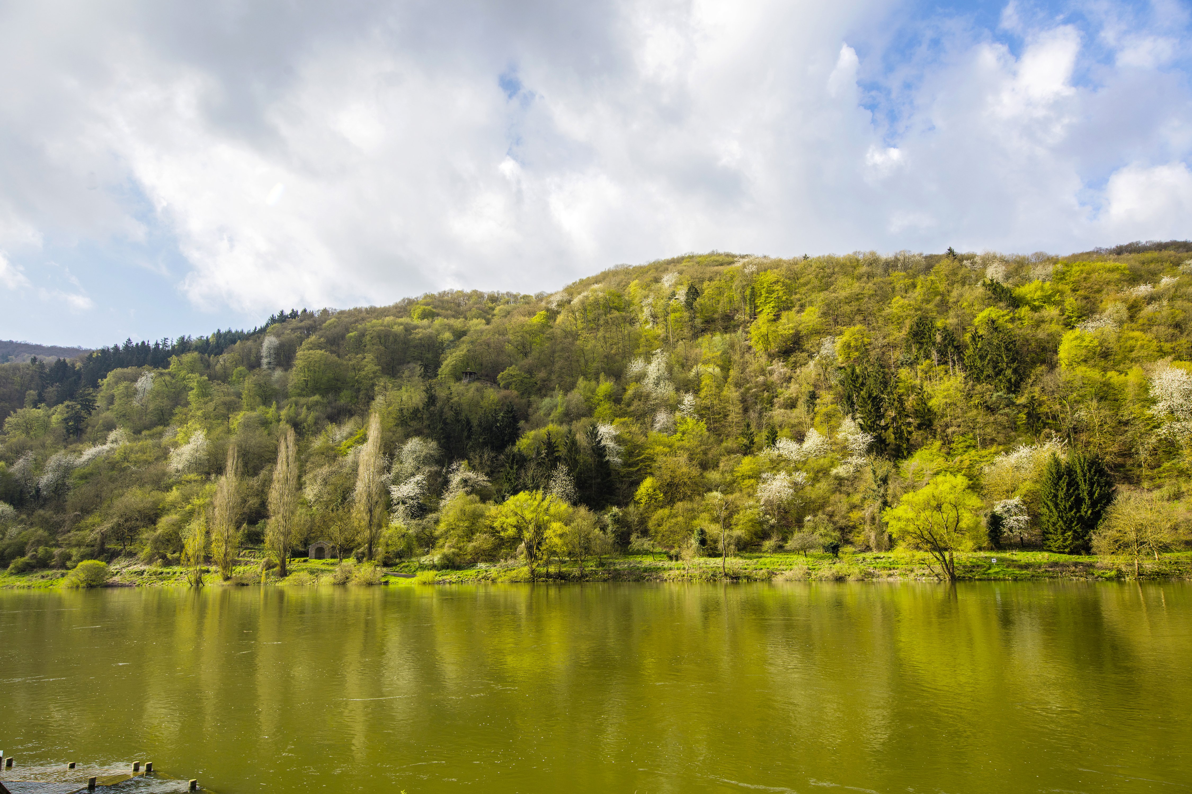 germany, Rivers, Forests, Spring, Ediger eller, Nature Wallpaper