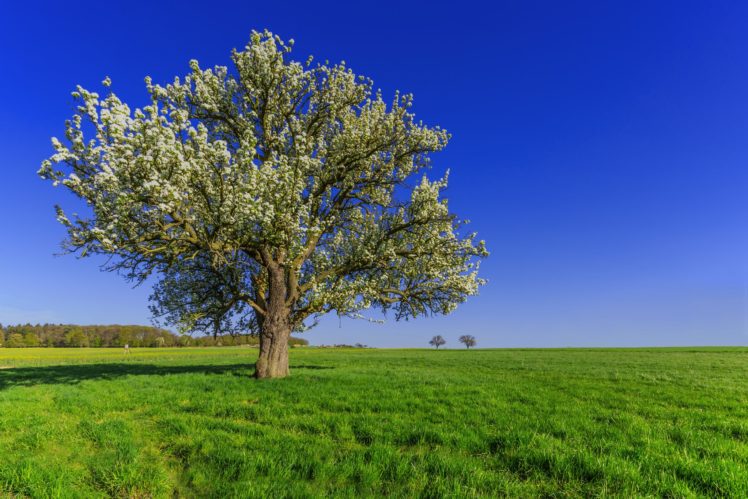 sky, Fields, Trees, Grass, Nature HD Wallpaper Desktop Background