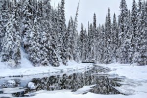 winter, Canada, Forests, Snow, Trees, Louise, Yoho, Nature
