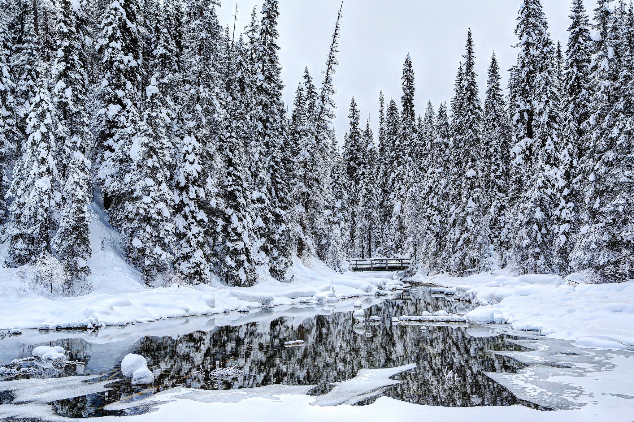 winter, Canada, Forests, Snow, Trees, Louise, Yoho, Nature Wallpaper