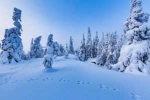 winter, Finland, Snow, Trees, Nature