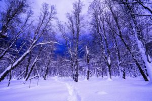 winter, Forests, Negroid, Trees, Nature