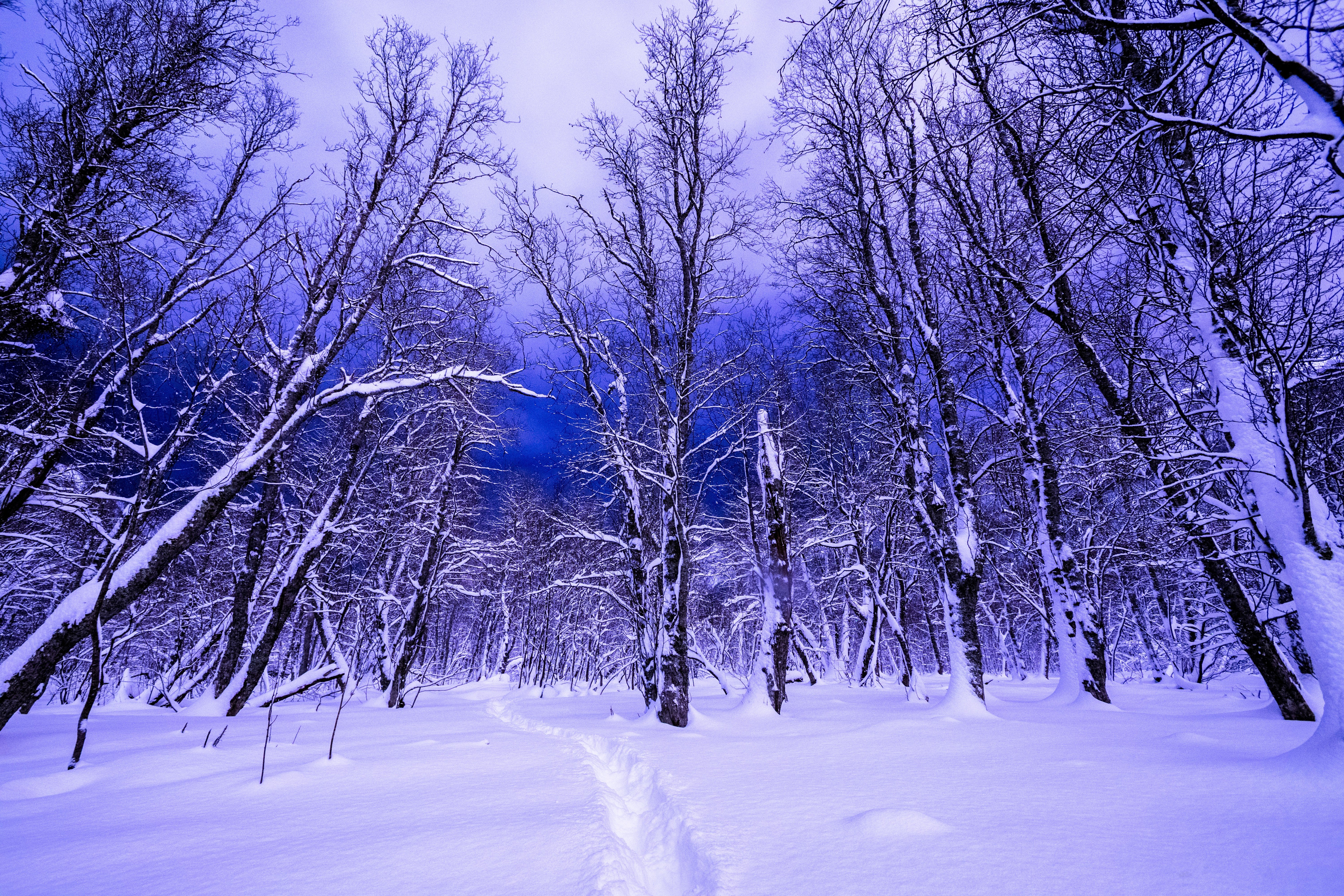 winter, Forests, Negroid, Trees, Nature Wallpaper
