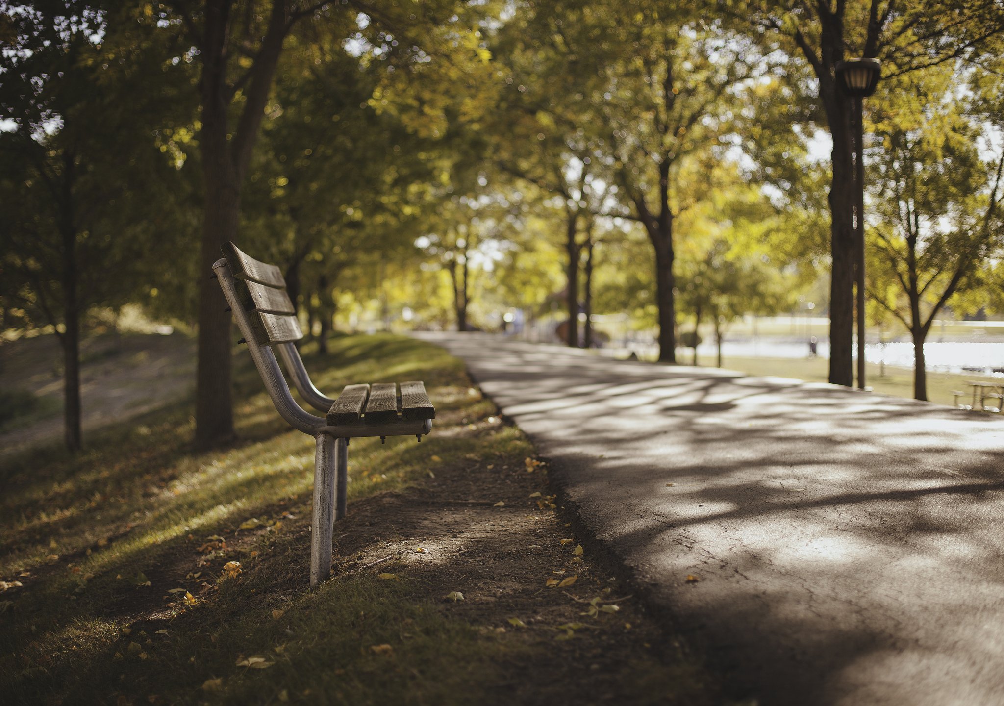 parks, Bench, Pavement, Trees, Nature Wallpaper