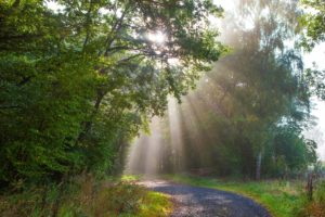 germany, Forests, Trees, Rays, Of, Light, Monreal, Nature