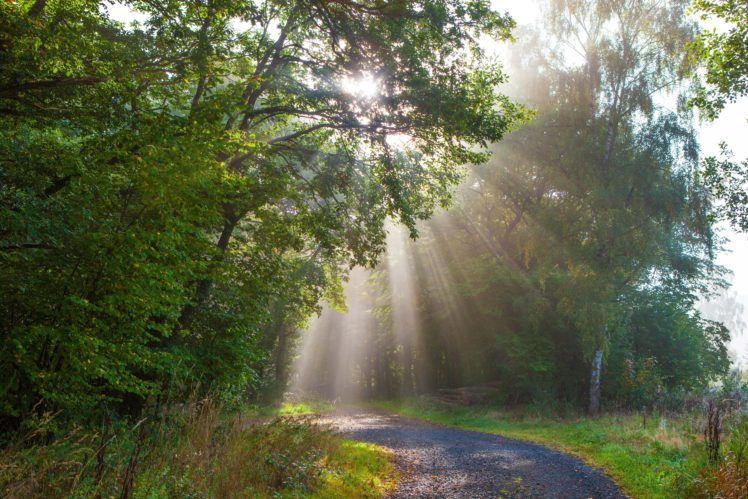 germany, Forests, Trees, Rays, Of, Light, Monreal, Nature Wallpapers HD ...