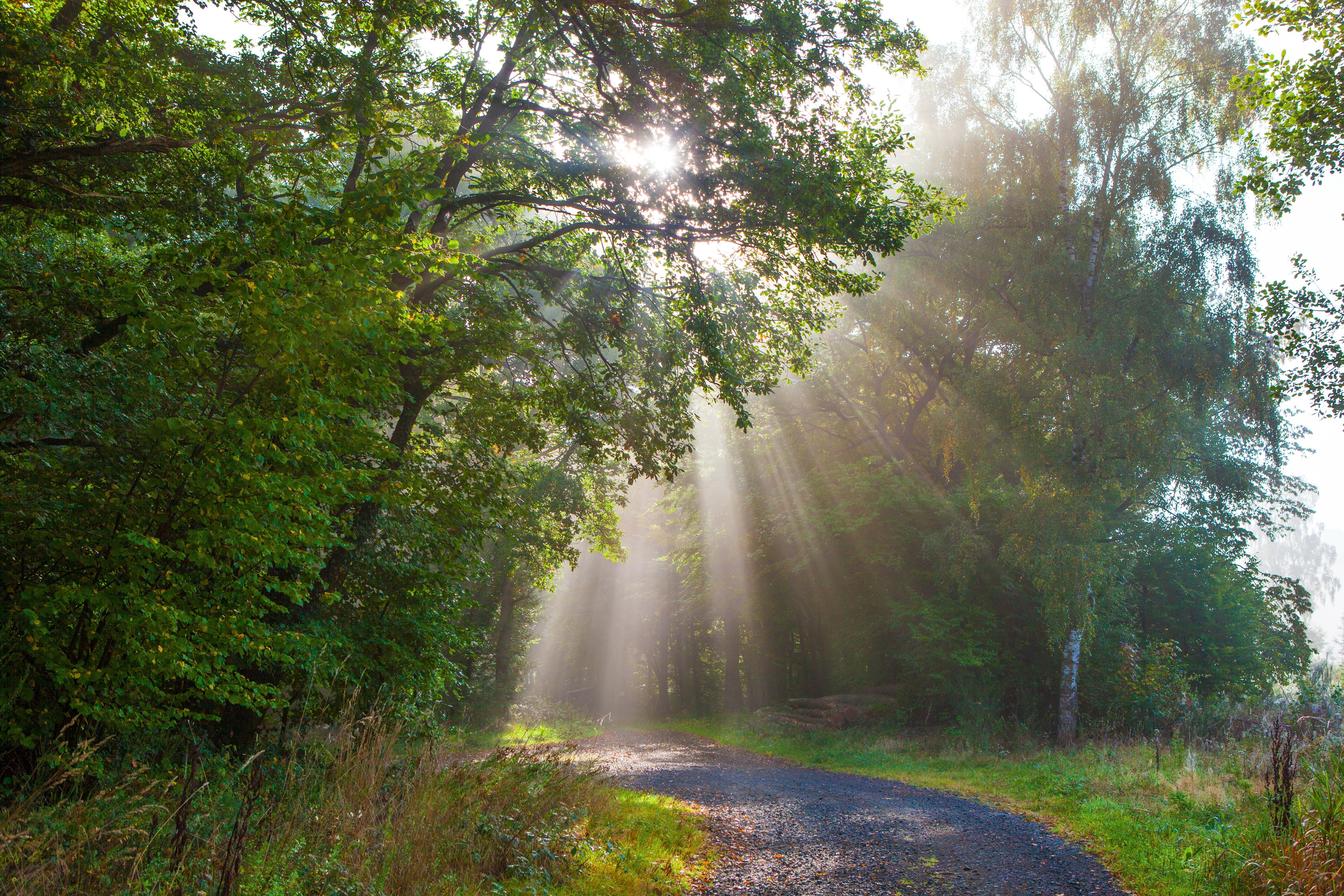 germany, Forests, Trees, Rays, Of, Light, Monreal, Nature Wallpaper