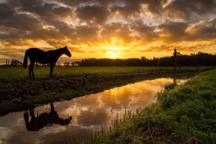 scenery, Sunrises, And, Sunsets, Grasslands, Rivers, Horses, Sky, Nature, Animals HD Wallpaper Desktop Background