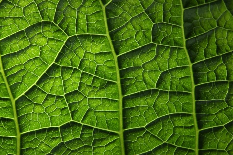 texture, Closeup, Foliage, Green, Nature HD Wallpaper Desktop Background