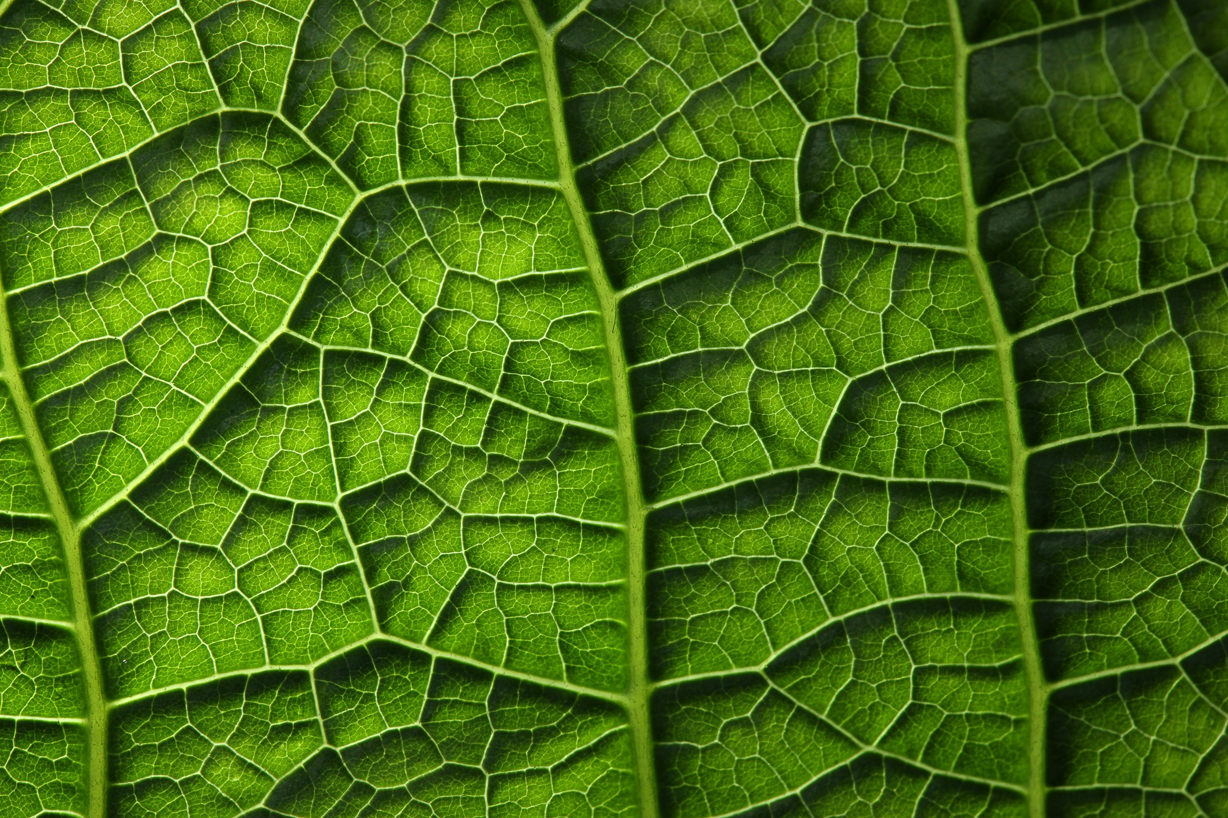 texture, Closeup, Foliage, Green, Nature Wallpaper
