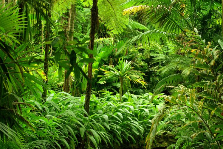 tropics, Forests, Jungle, Nature HD Wallpaper Desktop Background