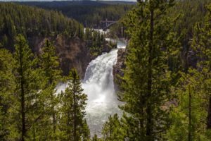 forests, Rivers, Waterfalls, Fir, Nature