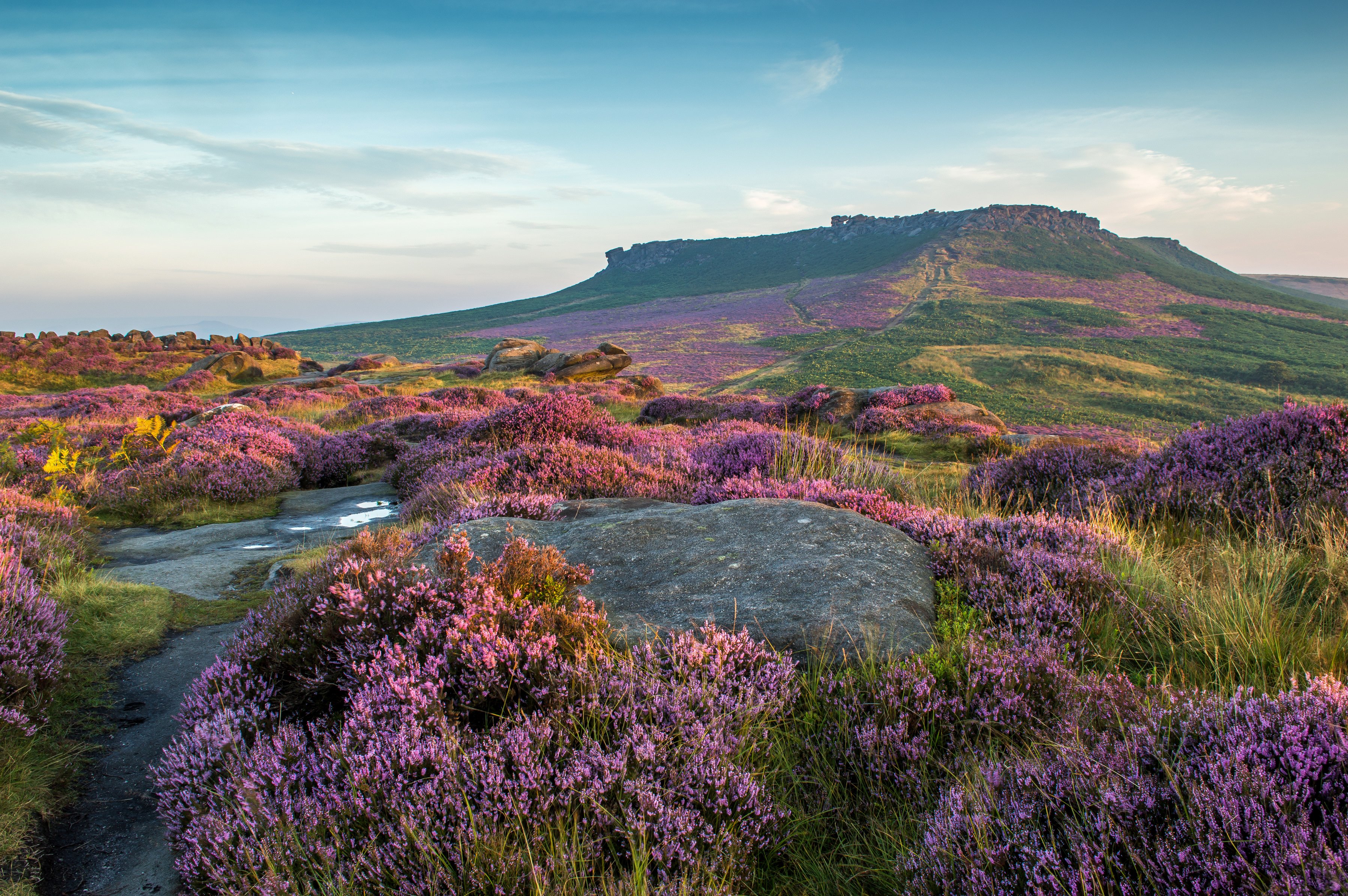 united, Kingdom, Parks, Lavandula, Grasslands, Peak, District, National, Park, Nature Wallpaper