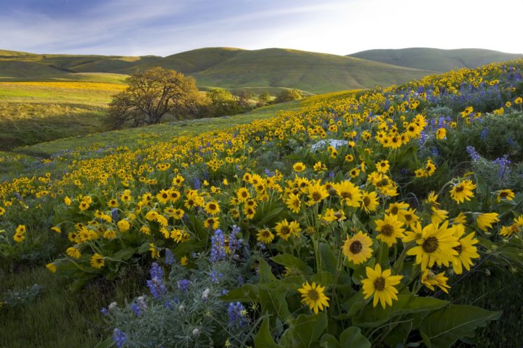 usa, Scenery, Grasslands, Sunflowers, Nature HD Wallpaper Desktop Background