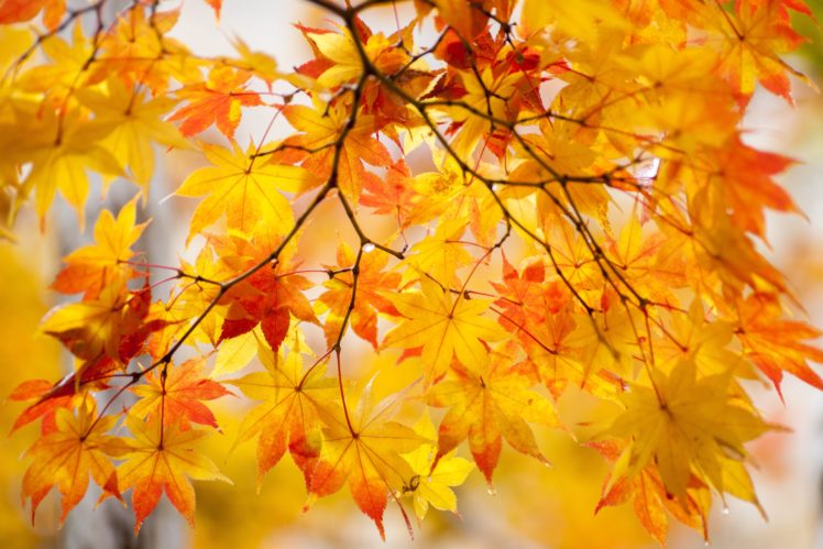 autumn, Foliage, Maple, Branches, Nature HD Wallpaper Desktop Background