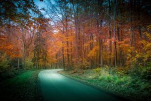 autumn, Roads, Forests, Nature