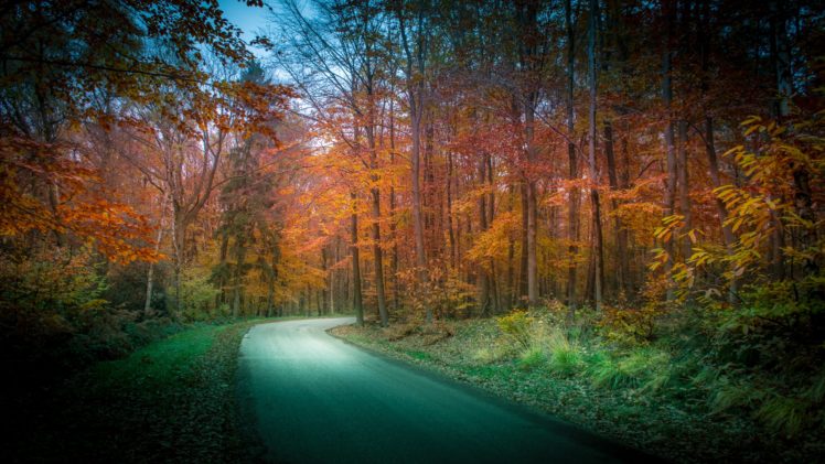 autumn, Roads, Forests, Nature HD Wallpaper Desktop Background