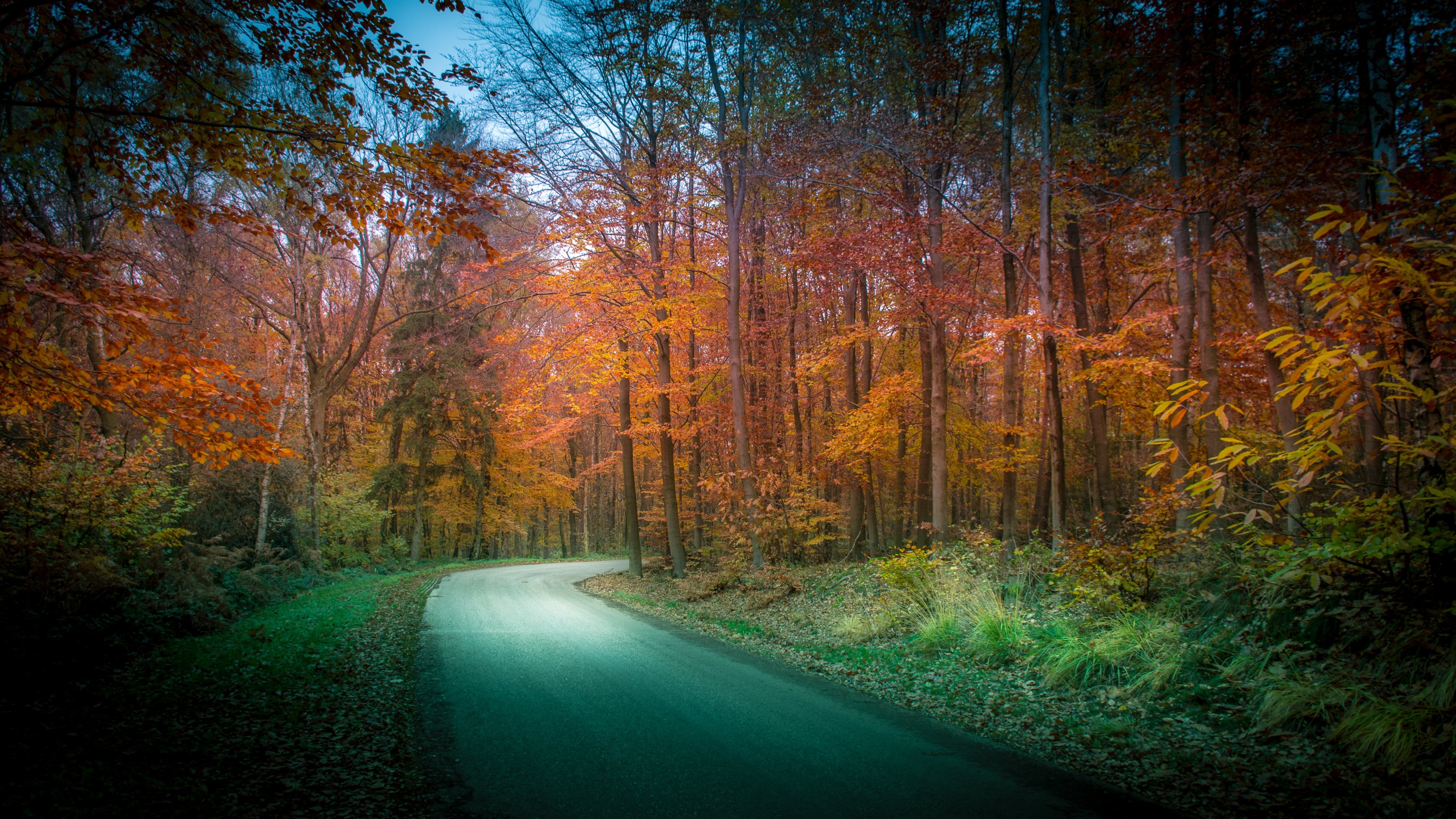 autumn, Roads, Forests, Nature Wallpaper