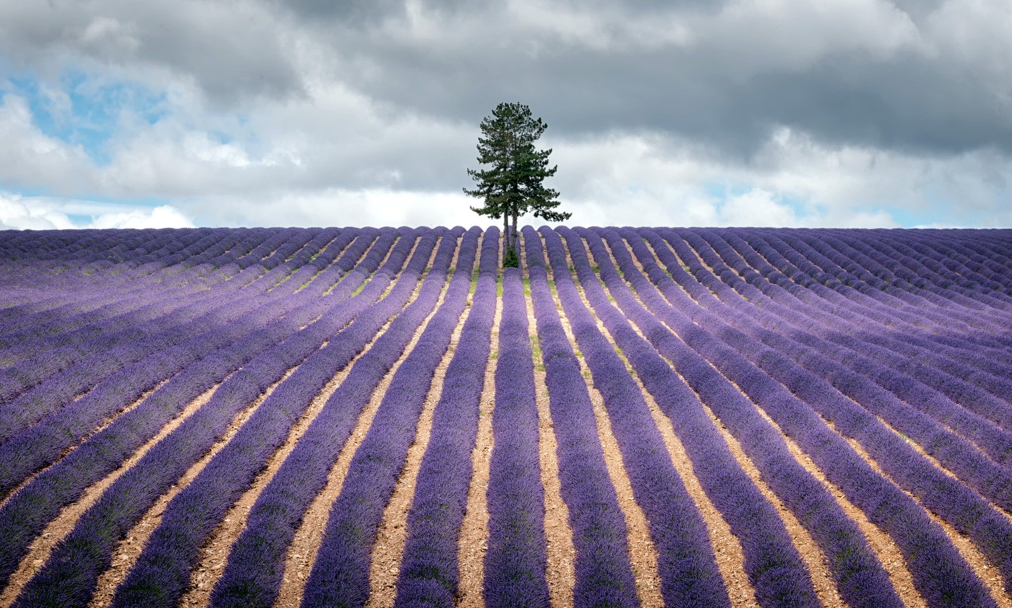 fields, Lavandula, Nature Wallpaper